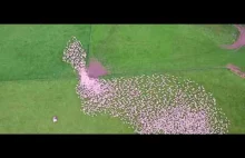 Owce jak gigantyczne stado ptaków