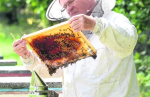 Zgnilec amerykański w natarciu! Do wybicia setki tysięcy pszczół?