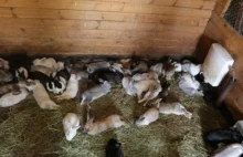 123 króliki uratowane z agroturystyki - prośba o #wykopefekt