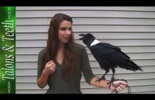 Ravens can talk!","lengthSeconds":"65","keywords":["Raven (Animal)&quo