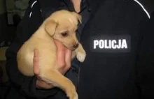 Policjanci z Lęborka uratowali psiaka