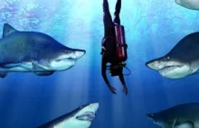 Shark Attack Experiment - nurkowanie z rekinami na żywo.