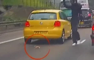 Wyrzucili małego kotka na autostradzie. Przejechał po nim samochód. To co...