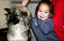 3-letnia zaginiona dziewczynka przetrwała w dziczy 11 dni, dzięki swojemu psu!