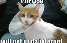 Koty mapują sieci Wi-Fi…