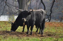 Uberkrowa. Jak naziści próbowali odtworzyć tury.