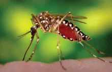 Genetycznie zmodyfikowane komary w walce z epidemią