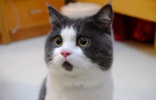 Kolejna gwiazda internetu – wiecznie zaskoczony kot Banye