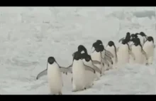 Pingwiny są urocze