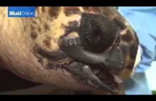 Żółw morski z wydrukowaną szczęką. Robi piorunujące wrażenie.