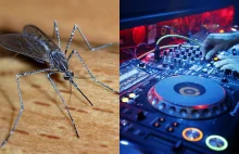 Nowe badania. Muzyka elektroniczna chroni przed ugryzieniami komarów -...