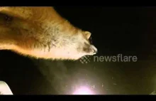 W Rosji lis ukradł kamerę i nakręcił film o sobie samym