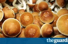 Najnowsze badania pokazują, że najbezpieczniejszym narkotykiem są grzyby