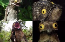 Wyjątkowe nagranie Nocolota z bliska - śmieszny ptak z Ameryki Południowej