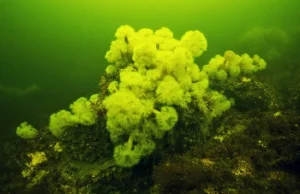 Podwodne piękno nie tylko wśród raf koralowych
