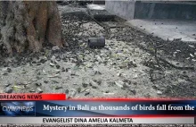 Tysiące martwych ptaków spadło z nieba na wyspie Bali