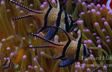 Niesamowite stworzenia zamieszkujące rafy koralowe.