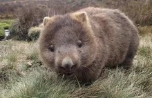 Wombat tasmański w czasie posiłku. Spokojnie, nikt nie zginął.