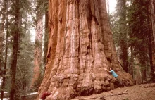 Najwyższe drzewa na naszej planecie