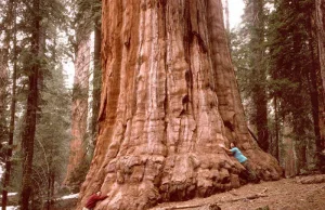 Najwyższe drzewa na naszej planecie