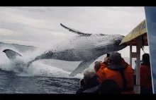 Wieloryb wyskakuje znikąd podczas zwiedzania