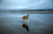 Psy husky bawiące się na zamarzniętym jeziorze. Wyglądają jak z baśni.