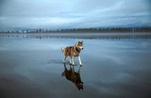 Psy husky bawiące się na zamarzniętym jeziorze. Wyglądają jak z baśni.