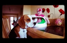 Moments when dog makes baby laugh