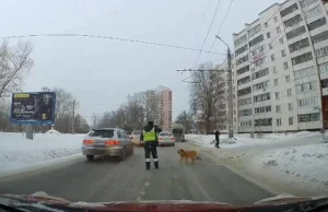 Pies czekał przy drodze. Na szczęście mógł liczyć na towarzysza po fachu .