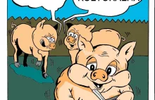 Patrz świnia! - rysunek satyryczny