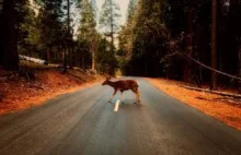 Zwierzęta nie znają przepisów drogowych