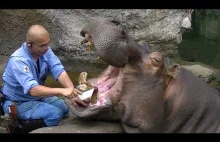 Filmik pokazujący, jak poprawnie dbać o zęby hipopotama.