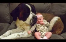 St Bernard and Baby Compilation