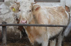 Krowa uciekła z transportu do rzeźni. Żyje na wyspach Jeziora Nyskiego