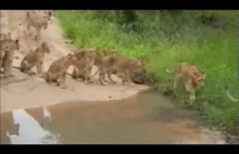 Co może zatrzymać stado lwów? Kałuża na środku drogi.