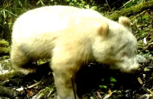 Niezwykle rzadka panda albinos została uchwycona w Chinach
