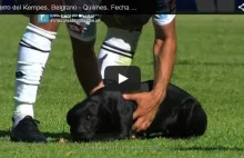 Pies na boisku w lidze argentyńskiej [WIDEO