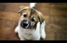 Pies - najlepszy przyjaciel człowieka - reklama społeczna zasługująca na uwagę