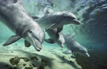Język delfinów rozszyfrujemy już za 2 lata za pomocą sztucznej...