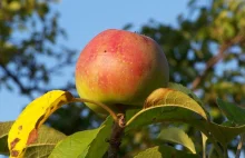 Hipokryzja polskich władz! Nie chcą pomóc rolnikom w sprawie jabłek.Ręce opadają