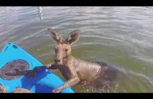 Dobrzy ludzie ratują kangura, który wpadł do wybetonowanego kanału.