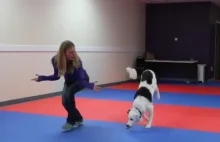 Pies tańczy z dziewczyną