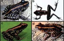 Opisano nowy gatunek żaby żyjącej na indonezyjskiej Sumatrze