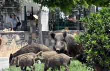 Eksterminacja dzików za Odrą. Niemcy idą na rekord