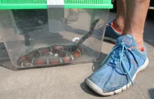 Wrocław: Mężczyzna zauważył węża na chodniku. Służby szukały go na całym...