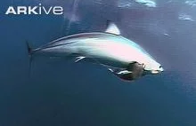 Atak najszybszego rekina świata - Ostronosa atlantyckiego