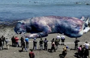 Dziwne zwierze znalezione na plaży po trzęsieniu ziemii