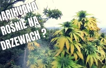 Marihuana rośnie na drzewach? [WIDEO] - Cannabis News