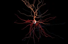 Żywe neurony "odpalające" w 3D