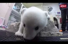 Niedźwiedź polarny Nora i jego przeprowadzka do nowego ZOO